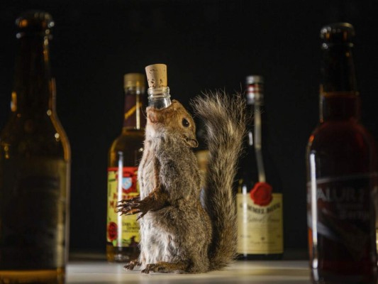 Presentan exposición de bebidas alcohólicas asquerosas