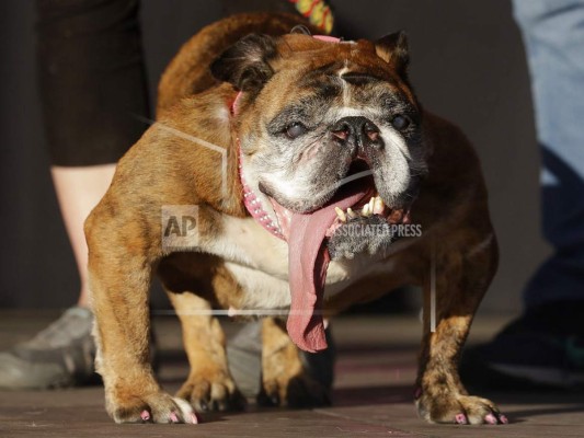Trágico final para el perro más feo del mundo