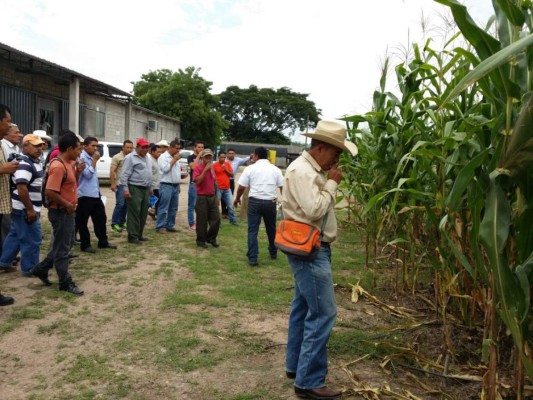 Productores de La Paz y Comayagua utilizan maíz tolerante a sequía