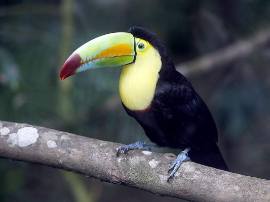 Flora y Fauna