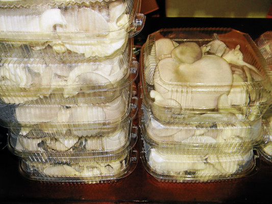 Cultivan hongos para saciar el hambre y sanar