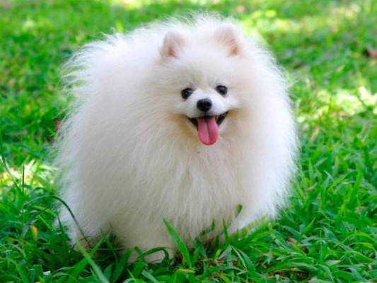 Las 7 razas de perros más pequeñas y tiernas del mundo