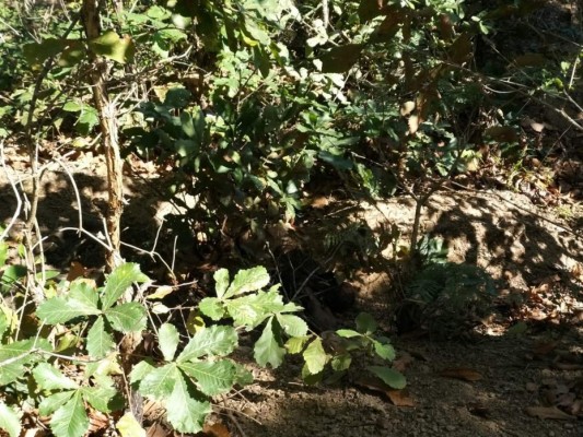 Localizan dos cuerpos putrefactos en Danlí