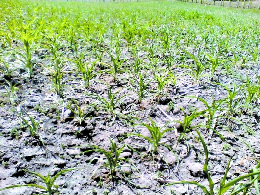 Producción de granos disminuirá en 50 por ciento