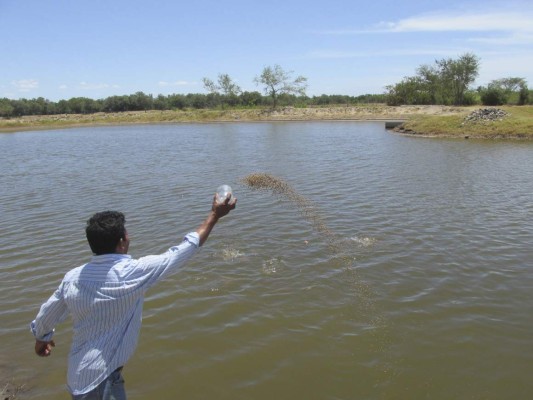 Pescadores del golfo cultivarán tilapia