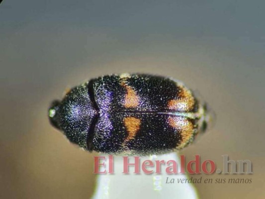 El insecto Trogoderma aritae no afecta el bosque sino que a la producción agropecuaria. Foto: El Heraldo