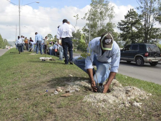 Inicia reforestación en Siguatepeque