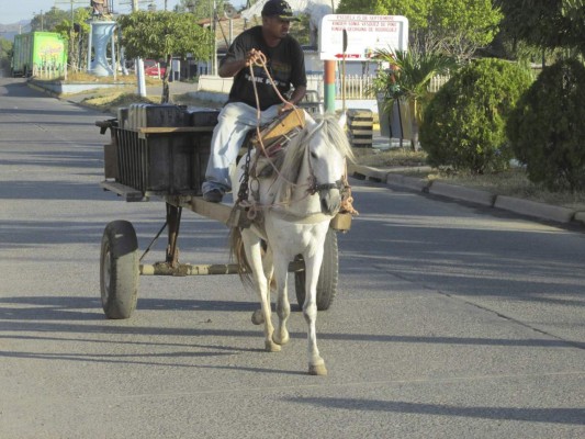 Temen brote de encefalitis equina venezolana en Choluteca