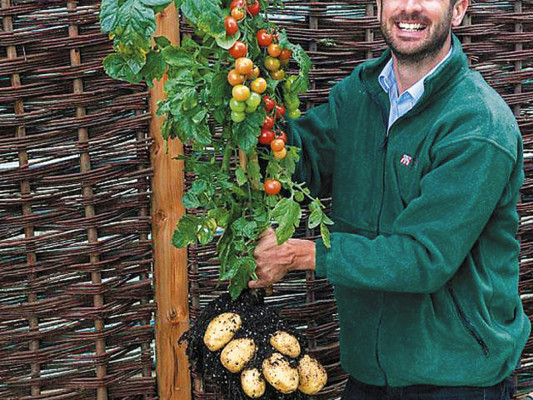 Una planta produce tomates y papas
