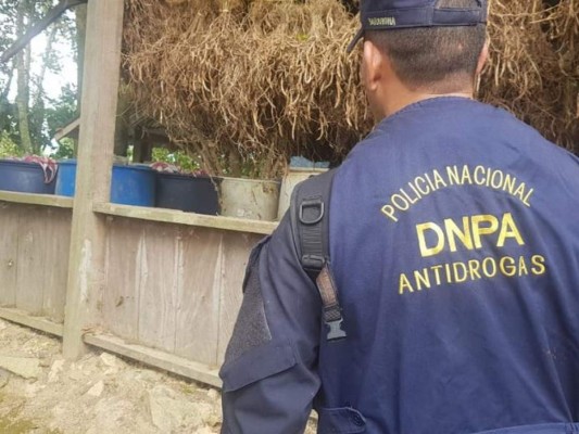 Desmantelan narcolaboratorio y hallan plantación de cocaína en Colón