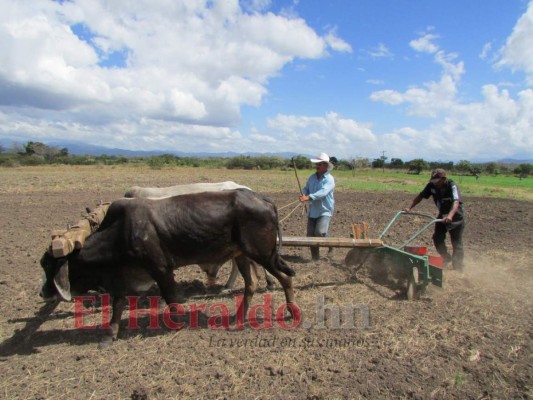 Avizoran una baja cosecha de maíz en El Paraíso