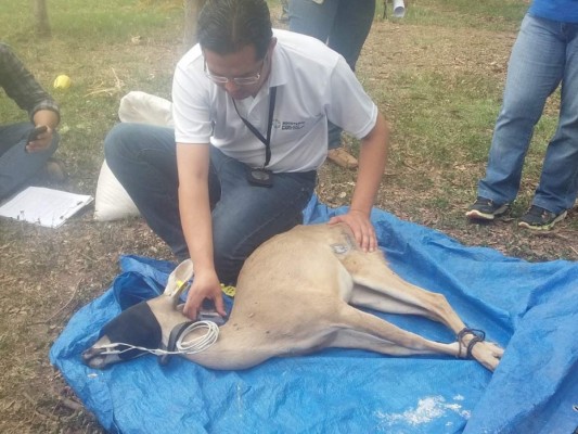 65 animales son rescatados del cautiverio en Comayagua