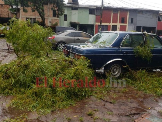 Lluvias provocan caída de árboles en colonias capitalinas&nbsp;&nbsp;