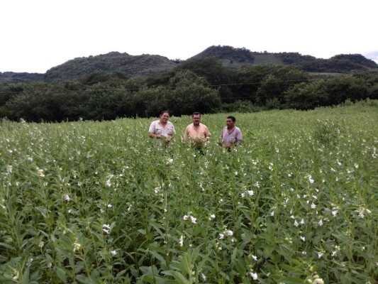 Productores de ajonjolí del sur buscan ampliar cosecha y ventas