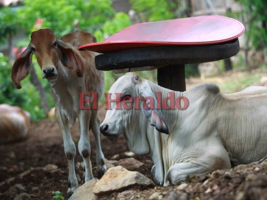 Imágenes que muestran la alarmante crisis por la sequía en el Corredor Seco