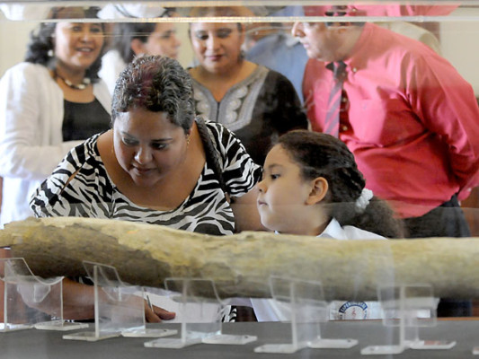 Honduras exhibe colmillo de mastodonte de unos 12,000 años de antigüedad