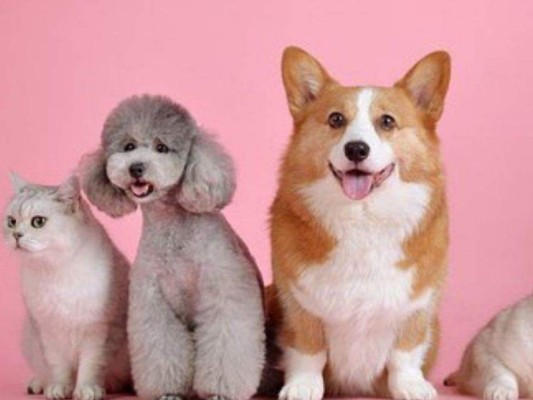 ¿Qué hacen tus mascotas mientras no estás en casa?