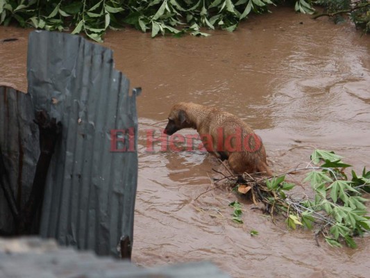 Hondureños rescatan a sus animales de la fuerte corriente del río Choluteca