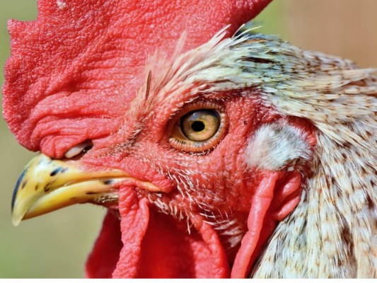 La graciosa pronunciación de 'Gallo' en Google Traductor