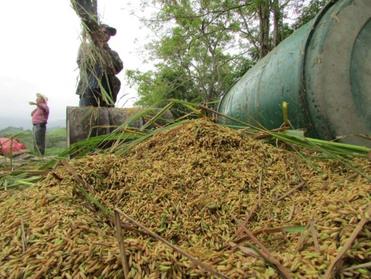 El país debe importar 3.3 millones quintales de arroz