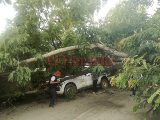 Enorme árbol cae sobre un bus y un pick up en Danlí&nbsp;&nbsp;