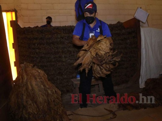 ¿Cómo se elabora el tabaco hondureño, reconocido entre los mejores a nivel mundial?