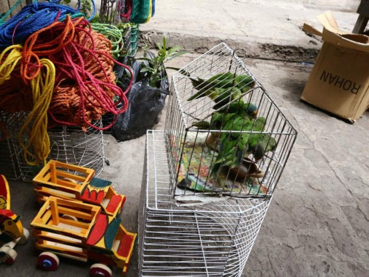 Lucrativo tráfico de animales registra la capital de Honduras