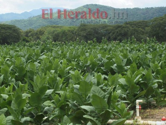 ¿Cómo se elabora el tabaco hondureño, reconocido entre los mejores a nivel mundial?