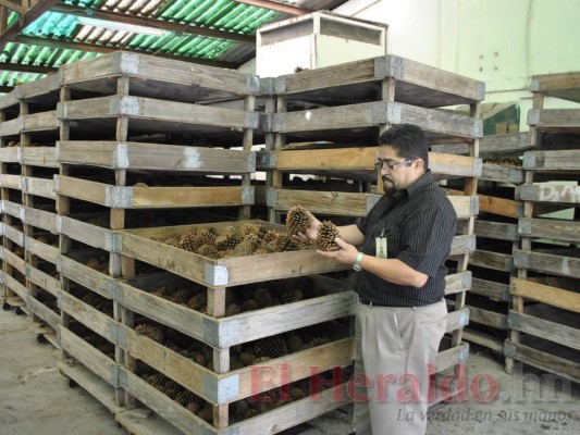 Laboratorios de investigación agroforestal son pioneros en CA