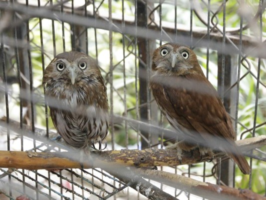 Unos 13,000 perros vagan en las calles de la capital de Honduras