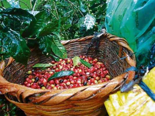 Café registra variaciones
