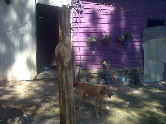 Honduras: El noble y valiente rescate de animales tras masacre en colonia Mirador de Oriente de la capital