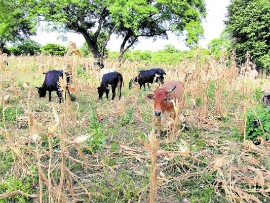 En 25 municipios del sur se perdieron cosechas