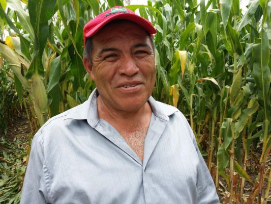 Productores de La Paz y Comayagua utilizan maíz tolerante a sequía