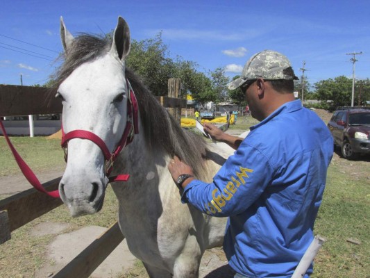 Temen brote de encefalitis equina venezolana en Choluteca