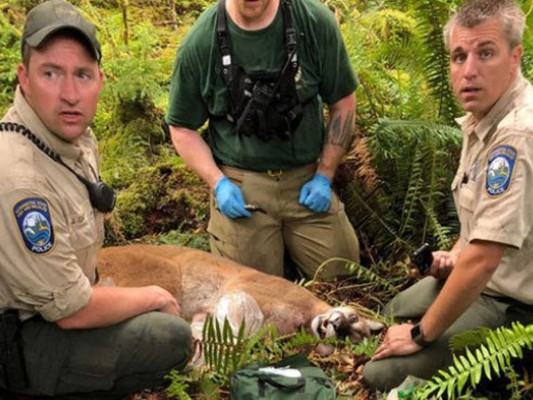 Ciclista muere en ataque de un puma en Washington