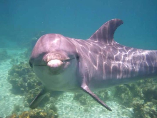 Delfines, una saludable compañía