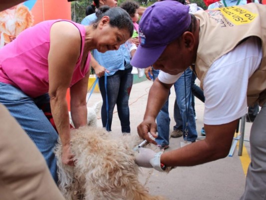 Así inició la jornada de vacunación de perros y gatos en Honduras