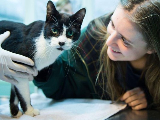 Una familia de Berlín encuentra en Navidad al gato perdido hace siete años