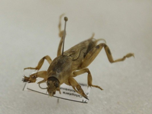 Curiosos insectos alberga la capital de Honduras