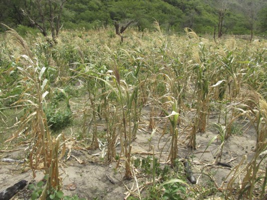 Honduras: Cada 20 segundos se registra microsismo en zona sur