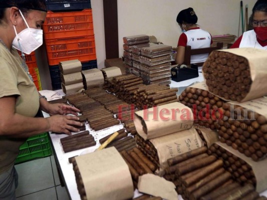 ¿Cómo se elabora el tabaco hondureño, reconocido entre los mejores a nivel mundial?