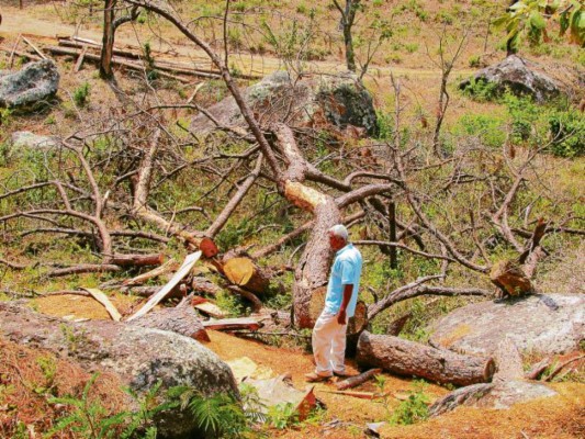 Corte de árboles para proyecto eólico genera descontento