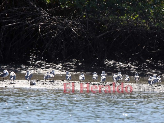 Playas, gastronomía y deportes acuáticos: todo lo encuentras en el sur de Honduras