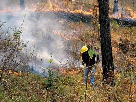 Bosques del centro, sur y oriente amenazados por las llamas