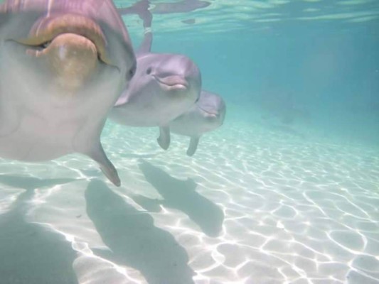 Delfines, una saludable compañía