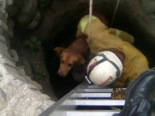 ¡HERMOSO! Bomberos arriesgan su vida para devolver un perrito a su familia