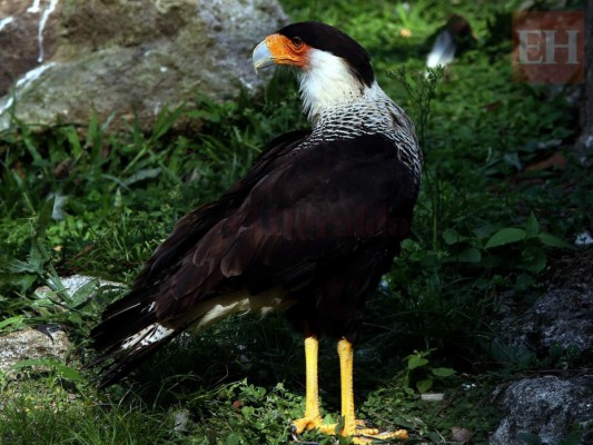 20 fotos de animales en el zoológico de Tegucigalpa que te cambiarán el día