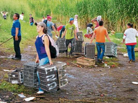 Cultivos de tomate acaparan parcelas donde se producían granos básicos