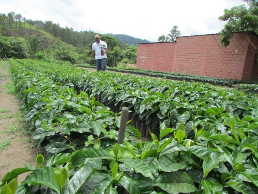 Meta Ihcafé, el cuarto exportador mundial